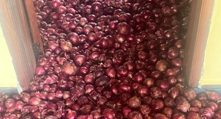 Fresh red neptune onions