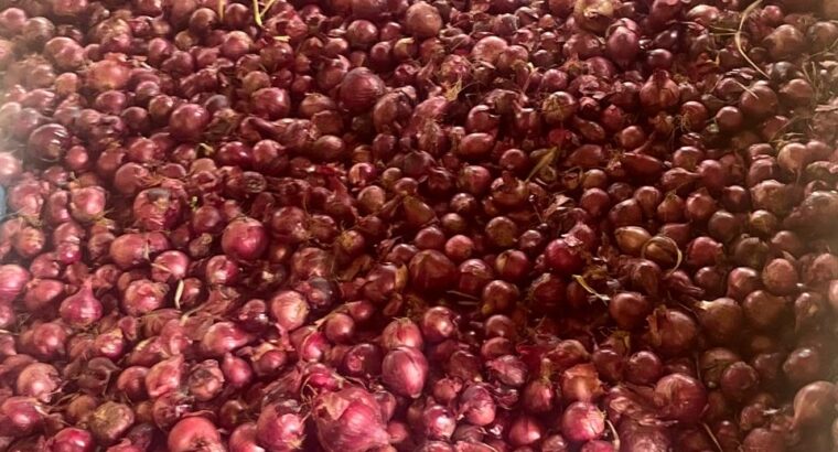 Fresh red neptune onions