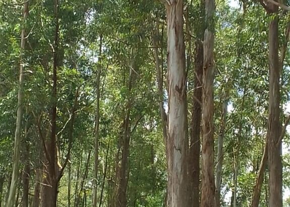 EUCALYPTUS TREES SELLER