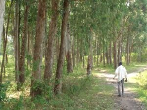 EUCALYPTUS TREES SELLER