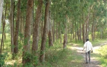 EUCALYPTUS TREES SELLER