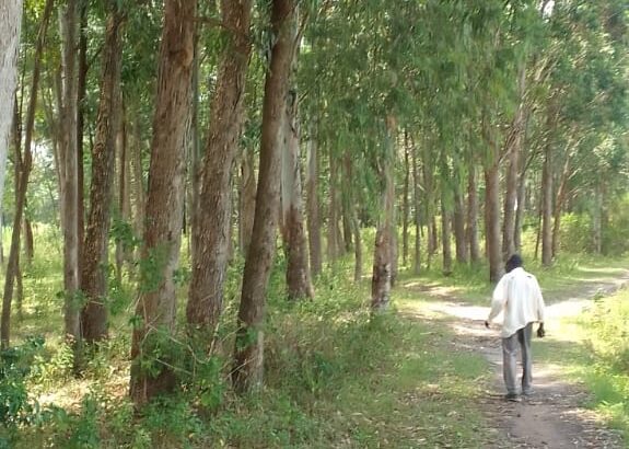 EUCALYPTUS TREES SELLER