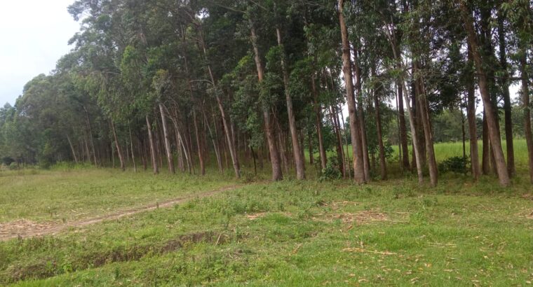 EUCALYPTUS TREES SELLER