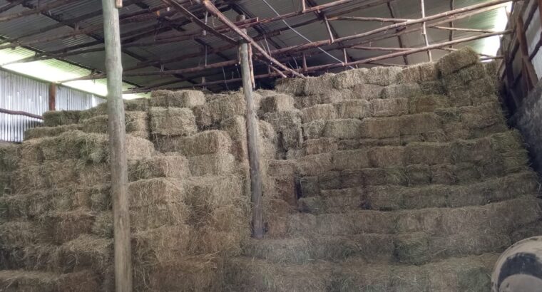 6000 bales of Pure Boma Rhodes