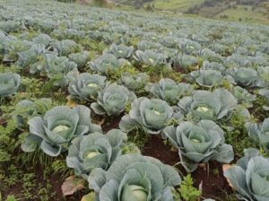 Cabbages 6 acres farm@ksh50