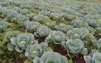 Cabbages 6 acres farm@ksh50