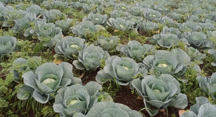 Cabbages 6 acres farm@ksh50