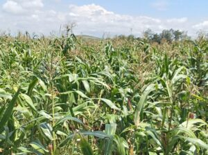 11 Acres of Maize silage