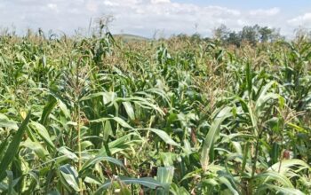 11 Acres of Maize silage