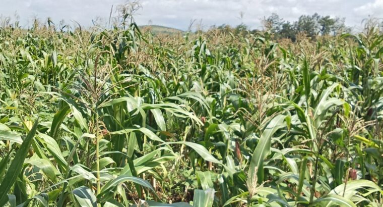 11 Acres of Maize silage