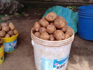 Irish potatoes on sale.