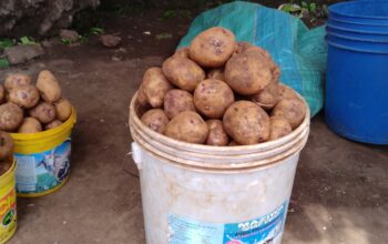 Irish potatoes on sale.