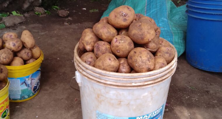 Irish potatoes on sale.