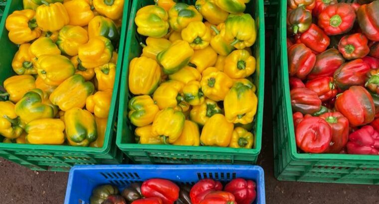 Red and Yellow Capsicum