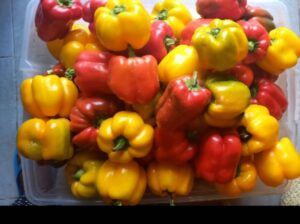 Red and Yellow Capsicum