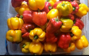 Red and Yellow Capsicum