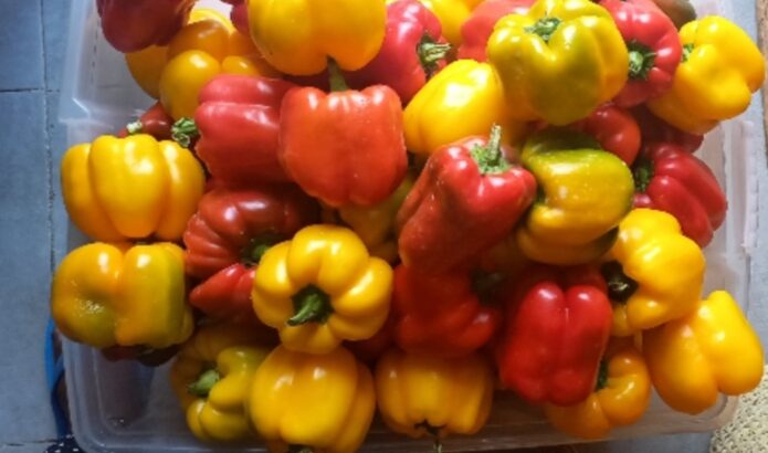 Red and Yellow Capsicum