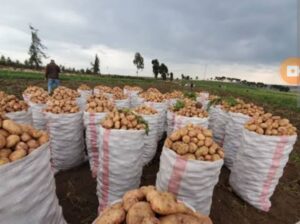 I am selling potatoes at 4800