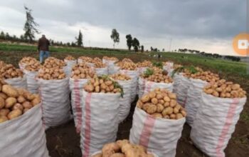 I am selling potatoes at 4800