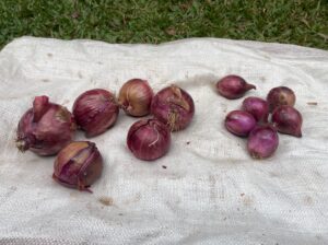 Red onions