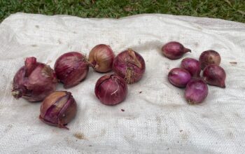 Red onions