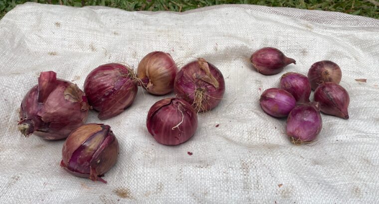 Red onions