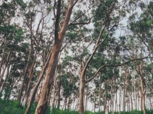 EUCALYPTUS TREE SELLER