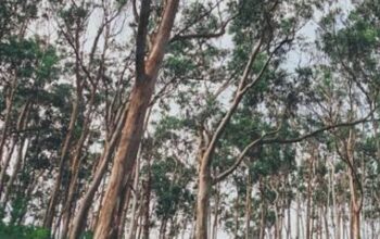 EUCALYPTUS TREE SELLER