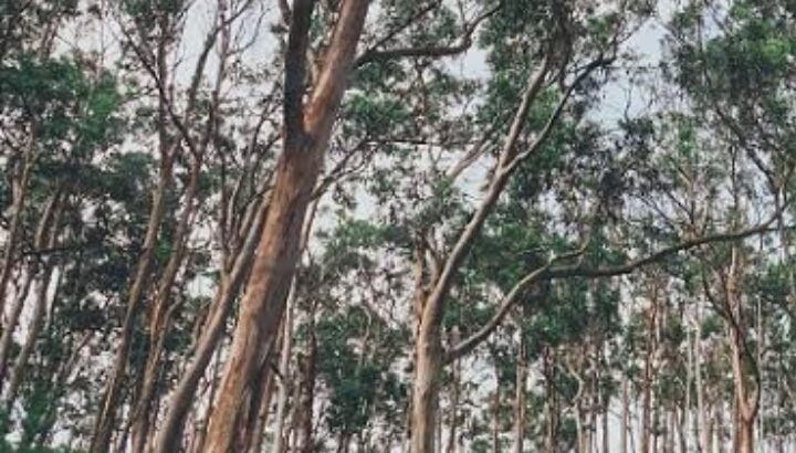 EUCALYPTUS TREE SELLER