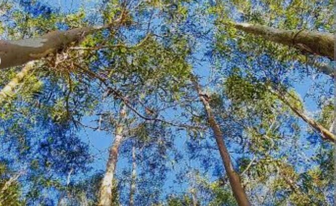 EUCALYPTUS TREE SELLER