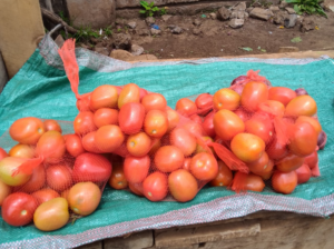 Fresh tomatoes on sale