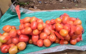 Fresh tomatoes on sale