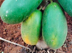 Pawpaws for Sale