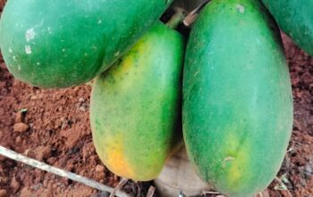 Pawpaws for Sale