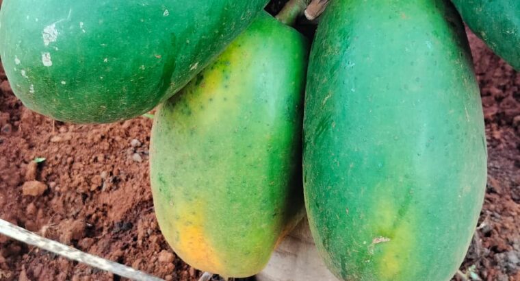 Pawpaws for Sale