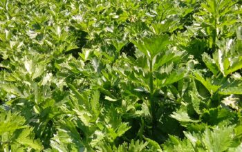 Celery fresh from farm