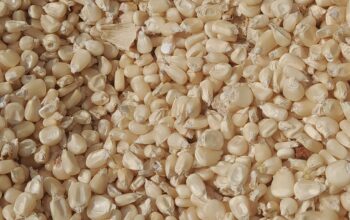 Selling dry maize at ksh3600