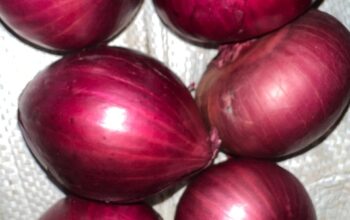 Red onions for sale