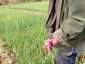 Red Bulb Onions