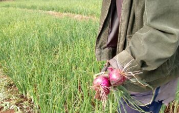 Red Bulb Onions