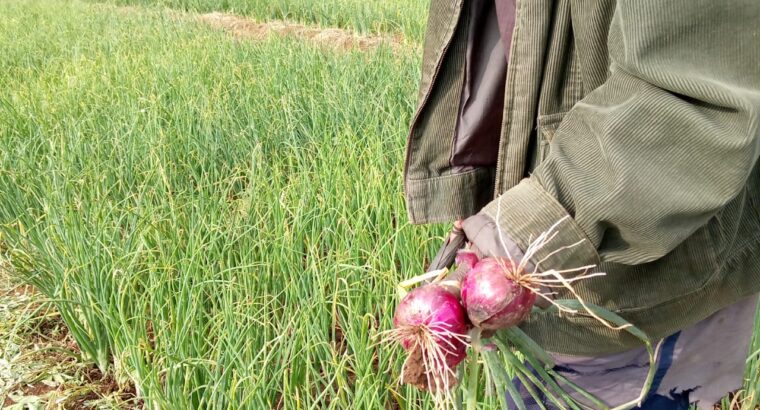 Red Bulb Onions