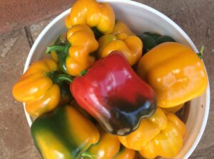 Red and Yellow Capsicum