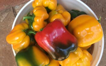 Red and Yellow Capsicum