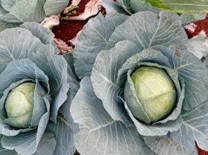 Red & White cabbages