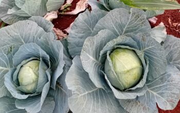 Red & White cabbages