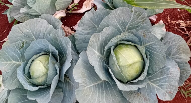 Red & White cabbages