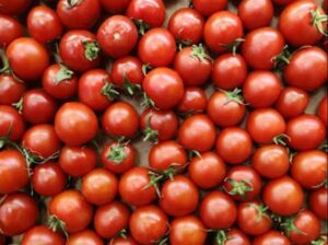 Fresh Tomatoes for sale