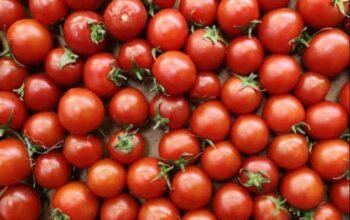 Fresh Tomatoes for sale