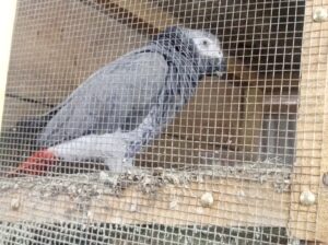 Grey parrot with a red tail