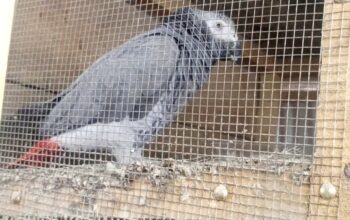 Grey parrot with a red tail